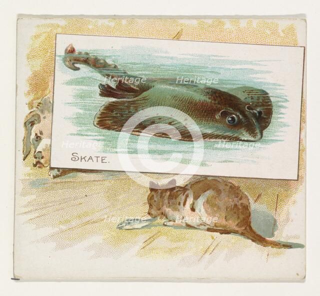 Skate, from Fish from American Waters series (N39) for Allen & Ginter Cigarettes, 1889. Creator: Allen & Ginter.