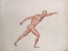 Skeletal and myologic structure of the Borghese Gladiator statue: the figure is..., (1833?). Creator: Johann Conrad Zeller