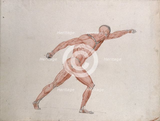 Skeletal and myologic structure of the 'Borghese Gladiator' statue: the figure is..., (1833?). Creator: Johann Conrad Zeller.