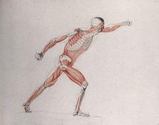 Skeletal and myologic structure of the Borghese Gladiator statue: the figure is..., (1833?). Creator: Johann Conrad Zeller