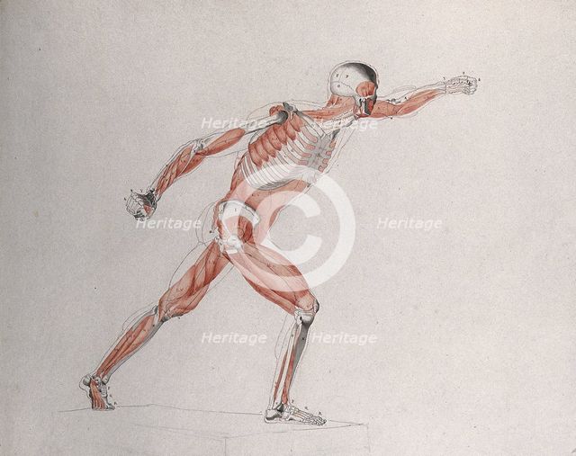 Skeletal and myologic structure of the 'Borghese Gladiator' statue: the figure is..., (1833?). Creator: Johann Conrad Zeller.