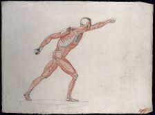 Skeletal and myologic structure of the Borghese Gladiator statue: the figure is..., (1833?). Creator: Johann Conrad Zeller