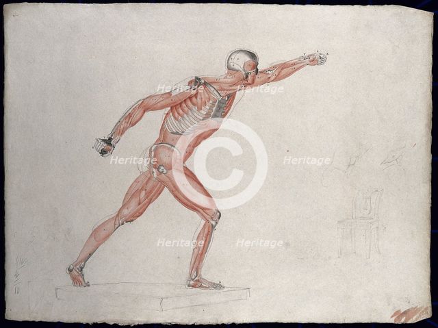 Skeletal and myologic structure of the 'Borghese Gladiator' statue: the figure is..., (1833?). Creator: Johann Conrad Zeller.