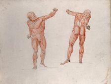 Skeletal and myologic structure of the Borghese Gladiator statue: two figures..., (1833?). Creator: Johann Conrad Zeller