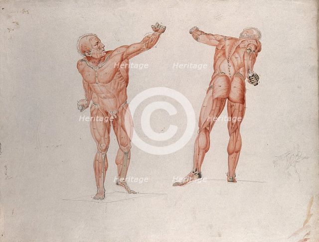 Skeletal and myologic structure of the 'Borghese Gladiator' statue: two figures..., (1833?). Creator: Johann Conrad Zeller.