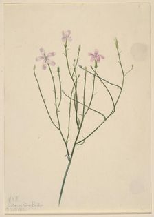 Skeleton Flower (Lygodesmia juncea), 1923. Creator: Mary Vaux Walcott