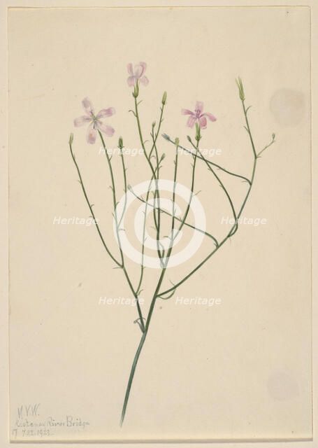 Skeleton Flower (Lygodesmia juncea), 1923. Creator: Mary Vaux Walcott.