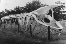 Skeleton of a whale, between c1900 and c1930. Creator: Unknown