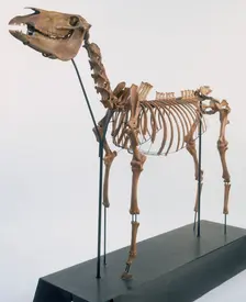 Skeleton of a horse, 2nd century. Creator: Unknown