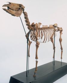 Skeleton of a horse, 2nd century. Creator: Unknown