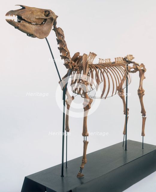 Skeleton of a horse, 2nd century. Creator: Unknown.