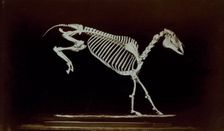 Skeleton of horse, contact with ground after leaping, 1881. Creator: Eadweard J Muybridge