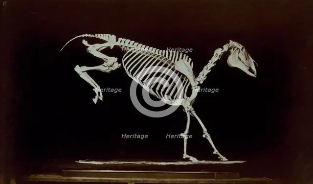 Skeleton of horse, contact with ground after leaping, 1881. Creator: Eadweard J Muybridge.