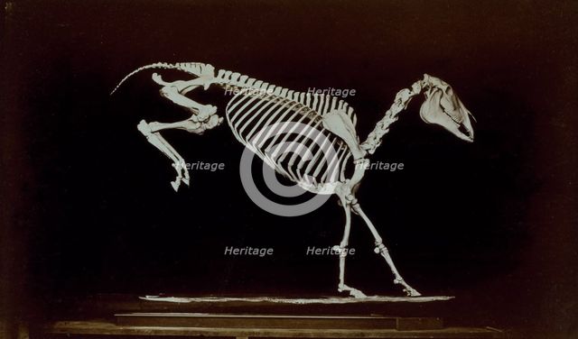 Skeleton of horse, contact with ground after leaping, 1881. Creator: Eadweard J Muybridge.