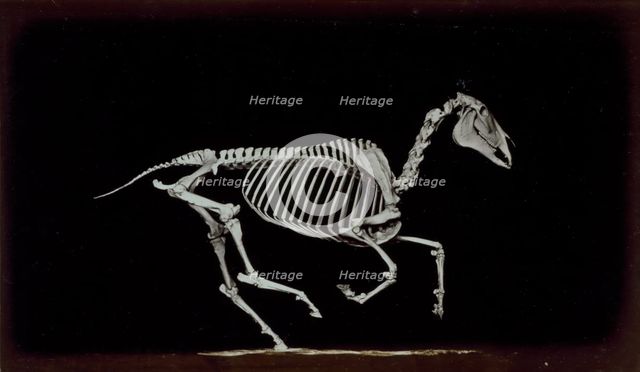 Skeleton of horse, contact with the ground whilst running, 1881. Creator: Eadweard J Muybridge.