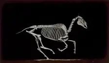Skeleton of horse, contact with the ground whilst running, 1881. Creator: Eadweard J Muybridge
