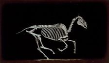 Skeleton of horse, contact with the ground whilst running, 1881. Creator: Eadweard J Muybridge
