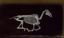 Skeleton of horse, off the ground whilst running, 1881. Creator: Eadweard J Muybridge