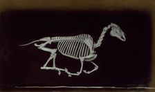 Skeleton of horse, off the ground whilst running, 1881. Creator: Eadweard J Muybridge