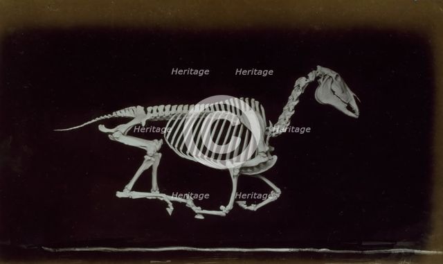 Skeleton of horse, off the ground whilst running, 1881. Creator: Eadweard J Muybridge.