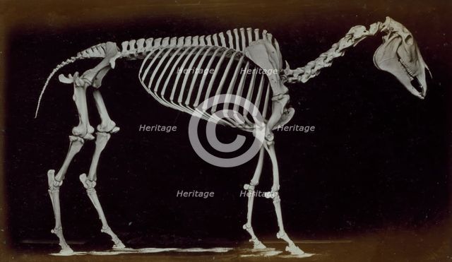 Skeleton of horse, standing, 1881. Creator: Eadweard J Muybridge.