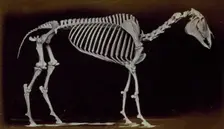 Skeleton of horse, standing, 1881. Creator: Eadweard J Muybridge