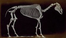 Skeleton of horse, standing, 1881. Creator: Eadweard J Muybridge