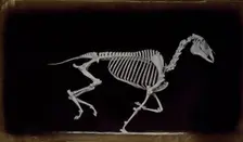 Skeleton of horse, running, leaving the ground, 1881. Creator: Eadweard J Muybridge