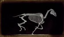 Skeleton of horse, running, leaving the ground, 1881. Creator: Eadweard J Muybridge