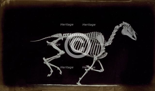 Skeleton of horse, running, leaving the ground, 1881. Creator: Eadweard J Muybridge.