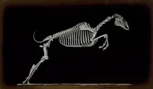 Skeleton of leaping horse, leaving the ground, 1881. Creator: Eadweard J Muybridge