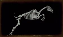 Skeleton of leaping horse, leaving the ground, 1881. Creator: Eadweard J Muybridge