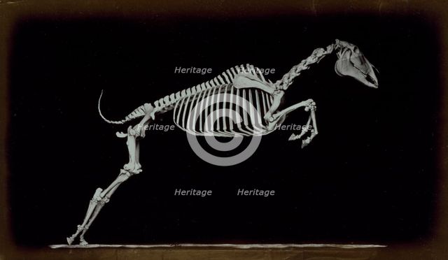 Skeleton of leaping horse, leaving the ground, 1881. Creator: Eadweard J Muybridge.