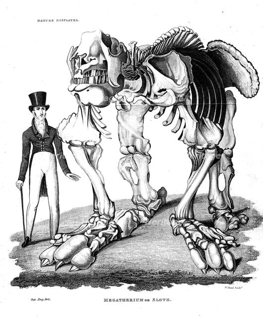 Skeleton of Megatherium, extinct giant ground sloth, 1823. Creator: Unknown.