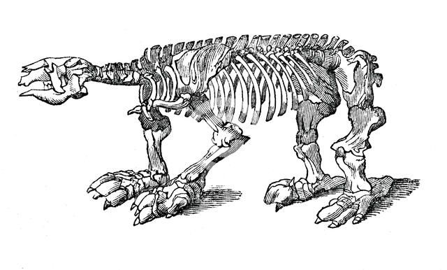 Skeleton of Megatherium, extinct giant ground sloth, 1833.Artist: Jackson