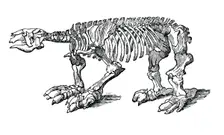 Skeleton of Megatherium, extinct giant ground sloth, 1833.Artist: Jackson