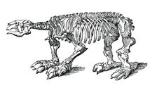 Skeleton of Megatherium, extinct giant ground sloth, 1833.Artist: Jackson