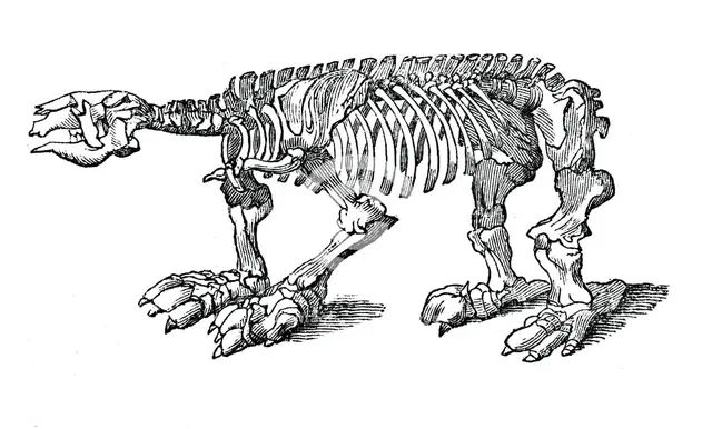 Skeleton of Megatherium, extinct giant ground sloth, 1833.Artist: Jackson