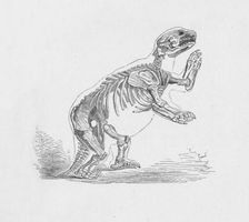 Skeleton of the Mylodon Darwinii c1885, (1890). Artist: Robert Taylor Pritchett