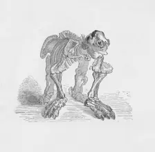 Skeleton of the Megatherium c1885, (1890). Artist: Robert Taylor Pritchett
