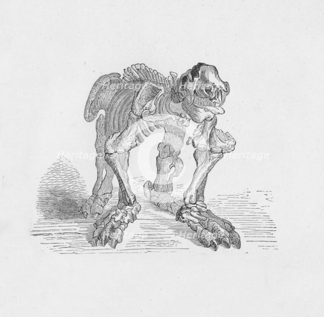 'Skeleton of the Megatherium',  c1885, (1890). Artist: Robert Taylor Pritchett.