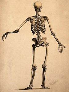 Skeleton, seen from behind, with left arm outstretched, 1830-1835. Creator: Bernhard Siegfried Albinus