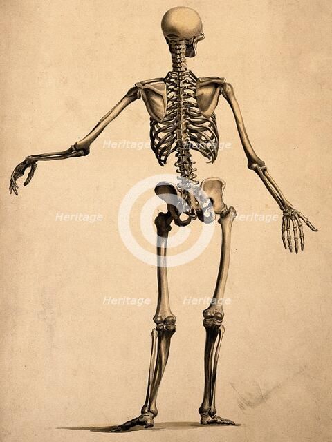 Skeleton, seen from behind, with left arm outstretched, 1830-1835. Creator: Bernhard Siegfried Albinus.