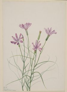 Skeleton Weed (Lygodesmia grandiflora), 1931. Creator: Mary Vaux Walcott