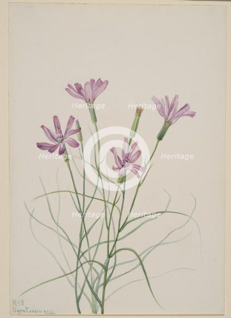 Skeleton Weed (Lygodesmia grandiflora), 1931. Creator: Mary Vaux Walcott.