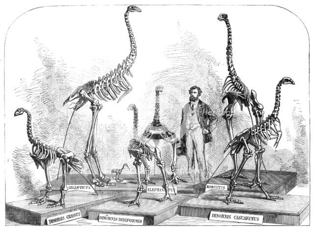 Skeletons of the Dinornis in the Canterbury Museum, New Zealand, 1868. Creator: Unknown.