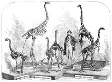 Skeletons of the Dinornis in the Canterbury Museum, New Zealand, 1868. Creator: Unknown
