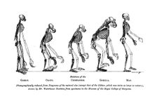 Skeletons of the Gibbon, Orang, Chimpanzee, Gorilla, Man, 1863. Creator: Unknown