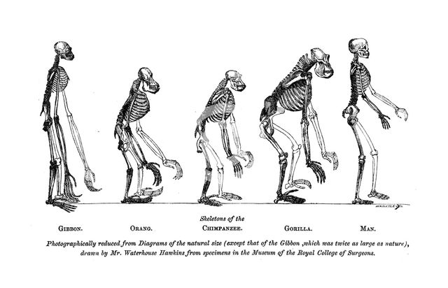 Skeletons of the Gibbon, Orang, Chimpanzee, Gorilla, Man, 1863.  Creator: Unknown.