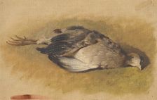 Sketch of a dead partridge, 1840-1850. Creator: Friedrich Carl von Scheidlin